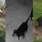 Atac sangeros la Porumbacu de Jos Catelusa ucisa de Rottweileri