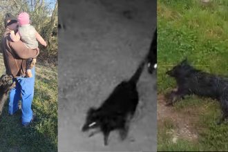 Atac sangeros la Porumbacu de Jos Catelusa ucisa de Rottweileri