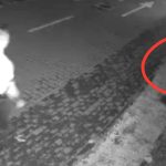 Cazul cainelui fugarit Politia Sibiu a gasit agresorul