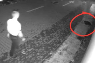 Cazul cainelui fugarit Politia Sibiu a gasit agresorul