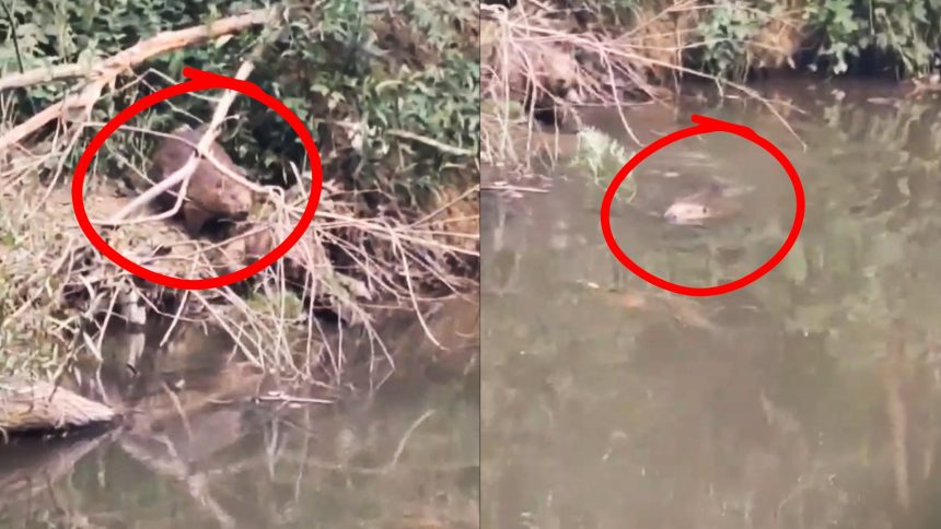 Ce traznai fac castorii pe Cibin