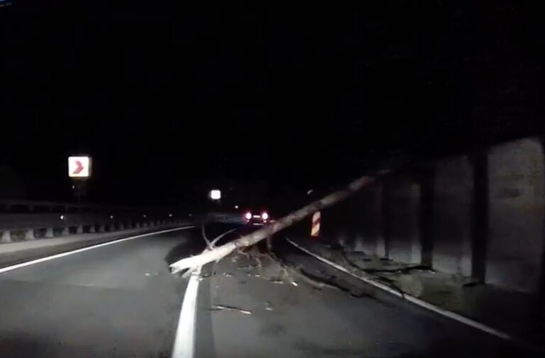 Copac cazut pe drum la Valea Oltului afectat