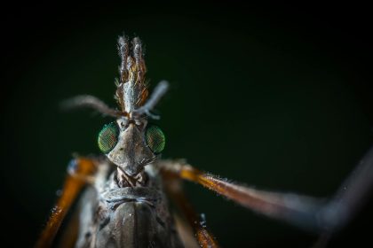 Dezinsectie de tzanzari in Sibiu 18 23 august