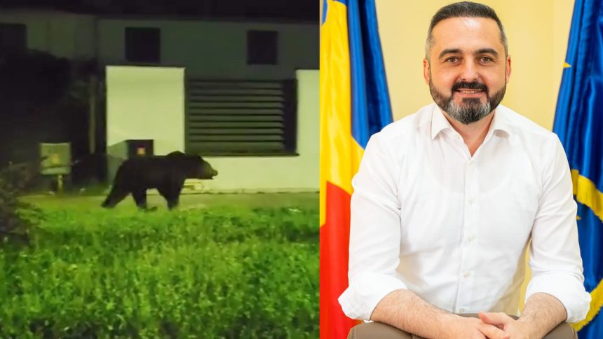 Goana organizata dupa ursul din Agnita Primar Suntem coplesiti de aparitii