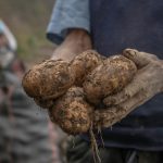 Istoria cartofului in Transilvania de la Brukenthal la patrimoniu