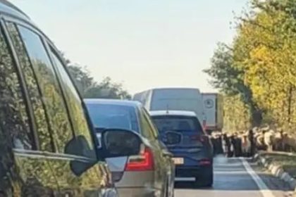 Operatiune speciala A1 Politistii salveaza iezi pe autostrada