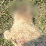 Paguba imensa pentru un crescator din Selimbar