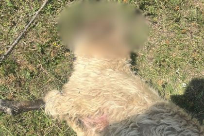 Paguba imensa pentru un crescator din Selimbar