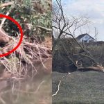 Pagubele cauzate de castori vor fi reparate