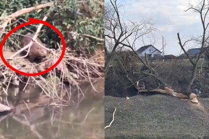 Pagubele cauzate de castori vor fi reparate