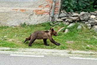 RO Alert in Valea Avrigului Urs observat in apropiere