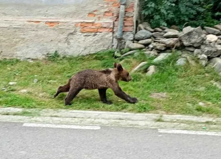 RO Alert in Valea Avrigului Urs observat in apropiere
