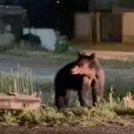 Urs observat pe strazi intr o localitate sibiana