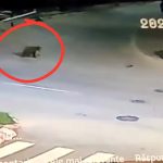 Ursii au inlocuit cainii pe strazile din Avrig