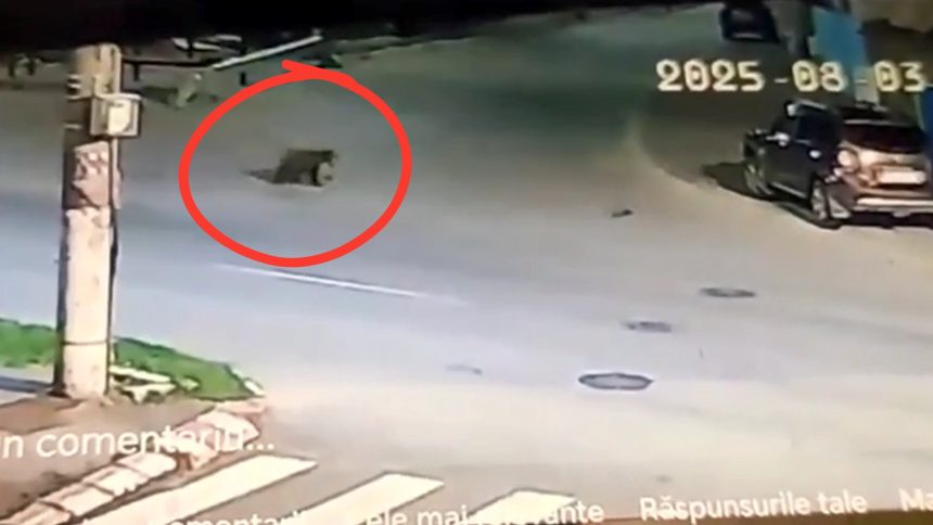 Ursii au inlocuit cainii pe strazile din Avrig