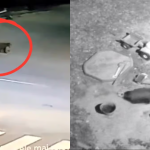 Ursii din ce in ce mai frecventi in Avrig