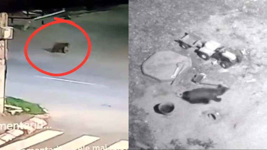 Ursii din ce in ce mai frecventi in Avrig