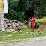 Ursii sperie locuitorii din Arpasu de Sus