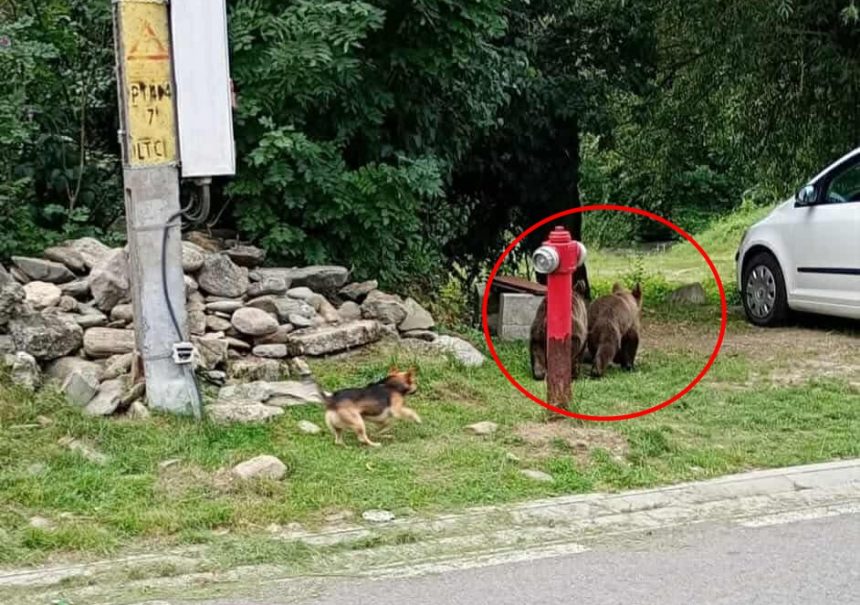 Ursii sperie locuitorii din Arpasu de Sus