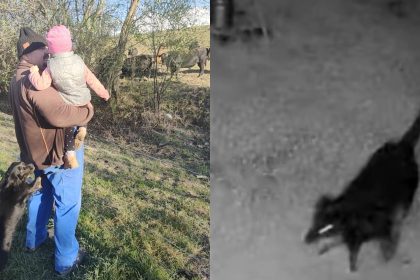 noi detalii despre catelusa ucisa de rottweileri