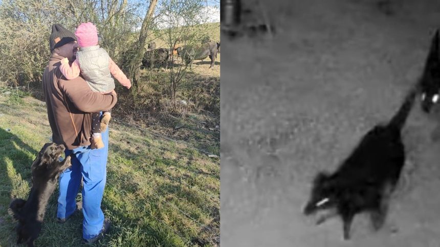 noi detalii despre catelusa ucisa de rottweileri