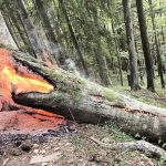 Alert in pdurea de la Valea Avrigului incendiu stins de turiti