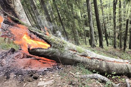 Alert in pdurea de la Valea Avrigului incendiu stins de turiti