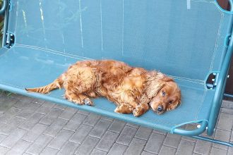 Cautari cu sufletul la gura Max cocker spaniel pierdut