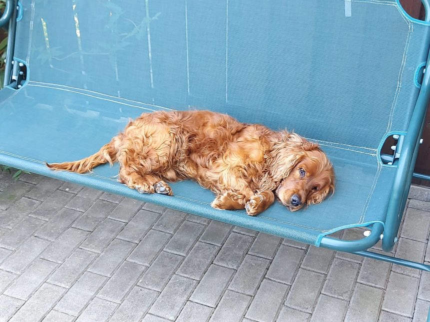 Cautari cu sufletul la gura Max cocker spaniel pierdut