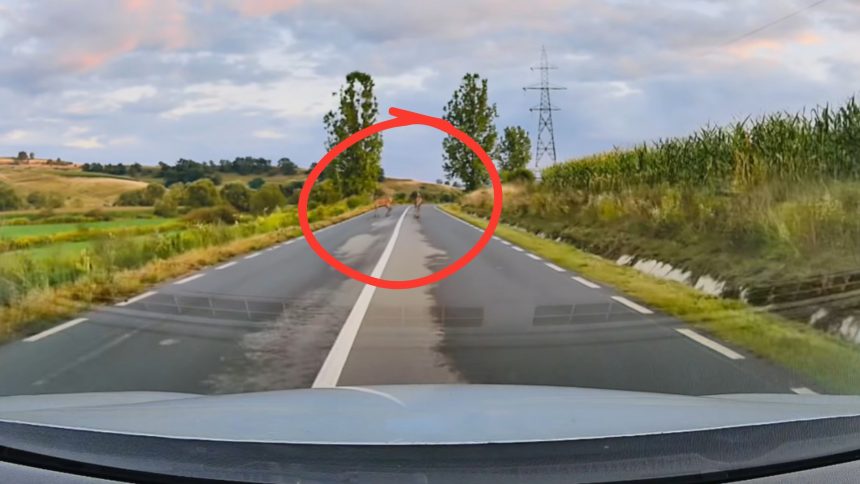 Cerb impresionant surprins pe drumul Medias Agnita