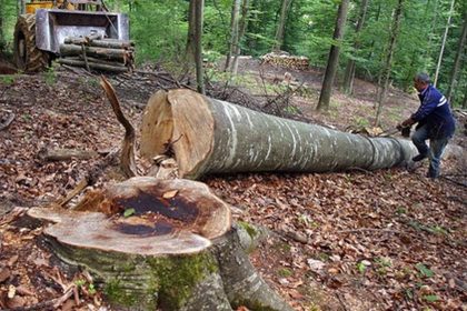 Codul Silvic a fost modificat Guvernul a aprobat reorganizarea Romsilva