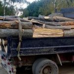 Dimineata cu ghinion la Rusciori lemne ilegale in camion
