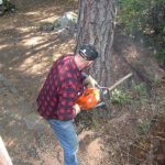 Doi sibieni au intrat cu drujba in padure