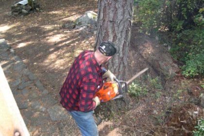 Doi sibieni au intrat cu drujba in padure