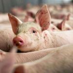 Focar de pesta porcina africana langa Sibiu targuri de animale inchise