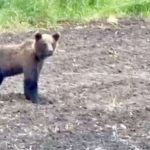 Ministerul Mediului propune masuri anti ursi primar Avrig critica