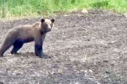 Ministerul Mediului propune masuri anti ursi primar Avrig critica