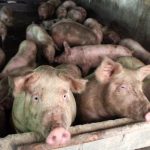 Pesta porcina la Sura Mare 10 porci sacrificati si targuri interzise