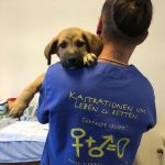 Sterilizare si microcipare gratuita pentru animalele de companie