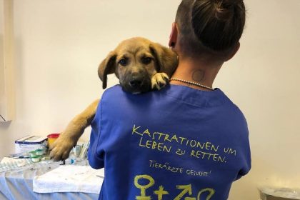 Sterilizare si microcipare gratuita pentru animalele de companie