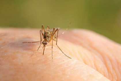 Alerte persoana infectata cu virusul West Nile in Sibiu