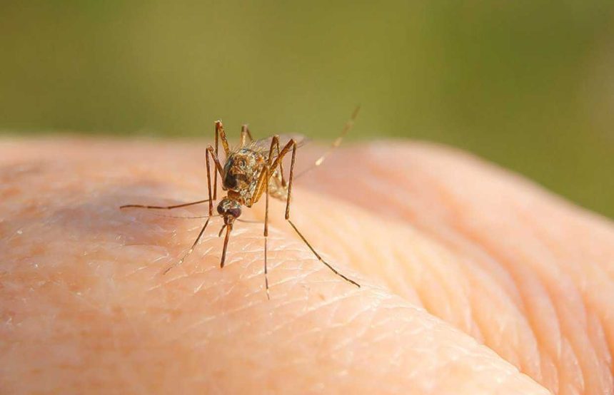 Alerte persoana infectata cu virusul West Nile in Sibiu