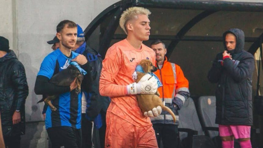 Catelusii care au furat inceputul meciului FC Inter Sibiu Minerul Lupeni