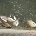 Controale mai stricte la balastiere si ape poluate