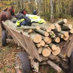 Furt de lemne la Rusciori barbat prins taind copaci