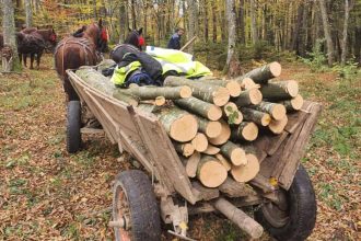 Furt de lemne la Rusciori barbat prins taind copaci