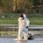 Mii de cocori gasiti morti langa Berlin