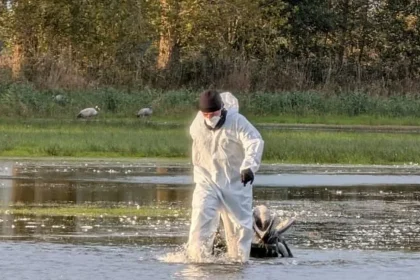 Mii de cocori gasiti morti langa Berlin