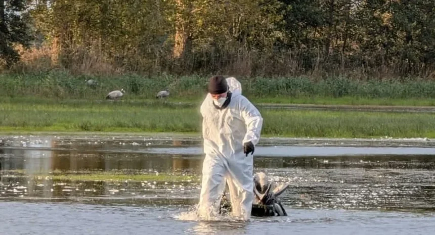 Mii de cocori gasiti morti langa Berlin