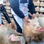 Premierul Bolojan discuta cu fermierii despre pesta porcina